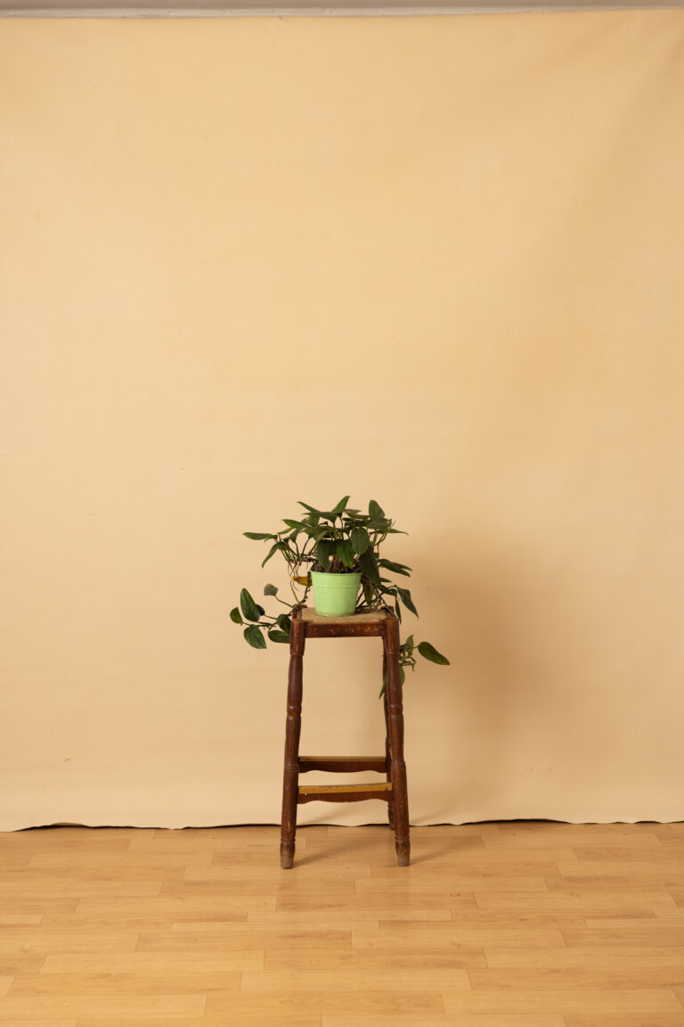 Cashmere Painted Canvas Backdrop (SL#214)