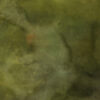 Fern Frond Painted Canvas Backdrop (DB#109)
