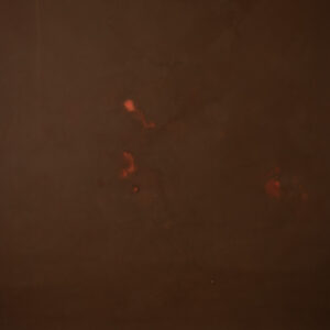 Red Head Green Painted Canvas Backdrop (RN#319)