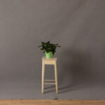 Ivory Painted Canvas Backdrop (RN#333) - 3