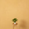 Textured Warm Beige Painted Canvas Backdrop (RN#276)