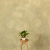 Textured Warm Beige Painted Canvas Backdrop (RN#276)