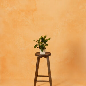 Peach Mirage Painted Canvas Backdrop (RN#393)