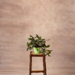 Chestnut Glow Painted Canvas Backdrop (RN#525)