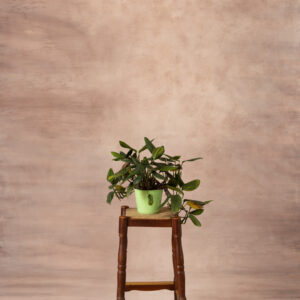 Chestnut Glow Painted Canvas Backdrop (RN#525)