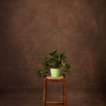 Chestnut Glow Painted Canvas Backdrop (RN#525)