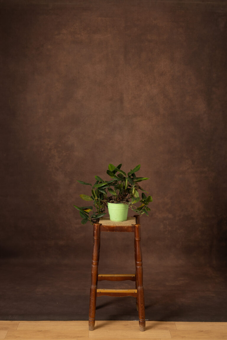 Chestnut Glow Painted Canvas Backdrop (RN#525)