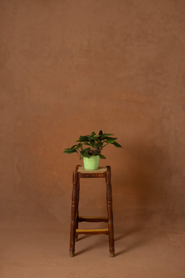 Mule Fawn Painted Canvas Backdrop (RN#519)