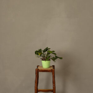 Smalt Cove Painted Canvas Backdrop (RN#516)