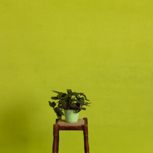 Citron Dune Painted Canvas Backdrop (RN#527)