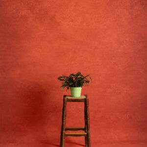 Flame Pea Printed Paper Backdrop (RN#530)